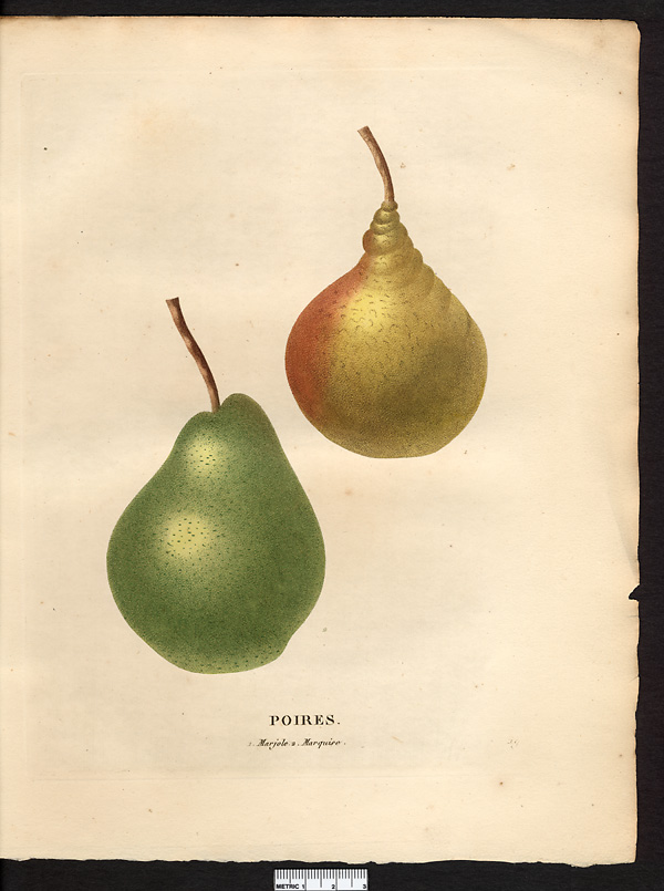 Pyrus communis