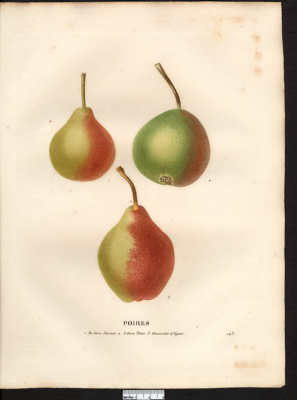 Pyrus communis