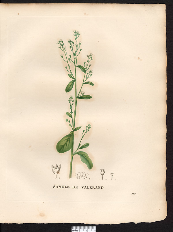 Samolus valerandi