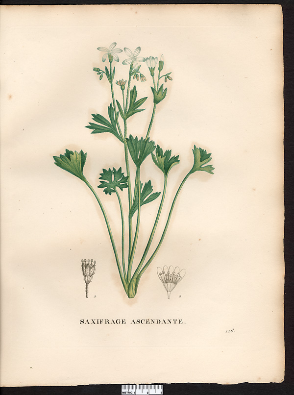 Saxifraga adscendens, saxifraga acscendens