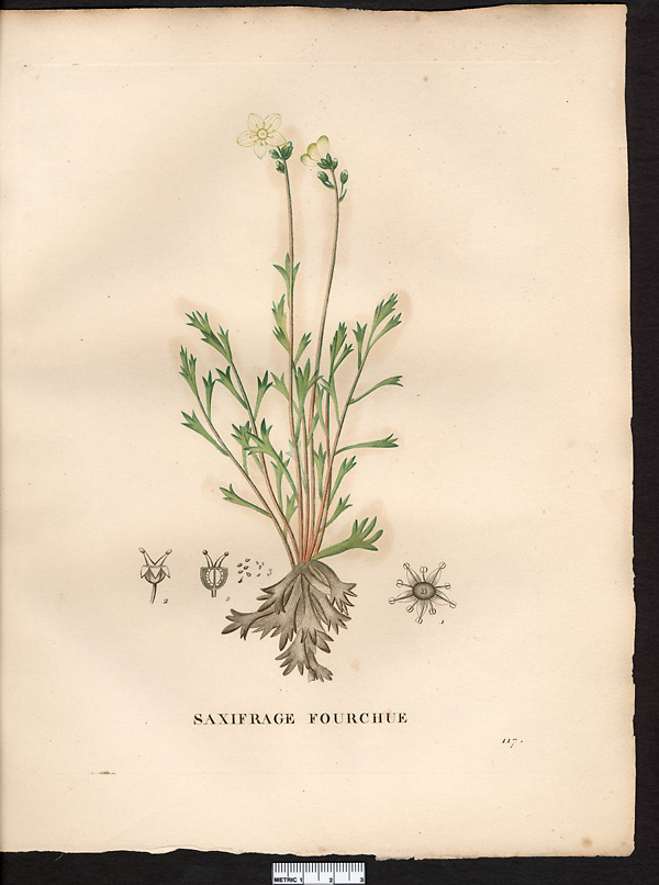 Saxifraga furcata