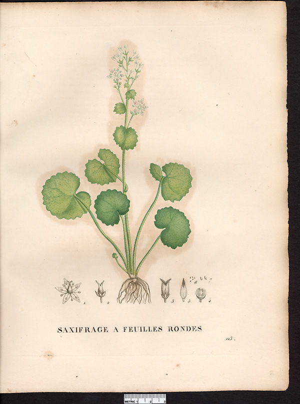 Saxifraga rotundifolia