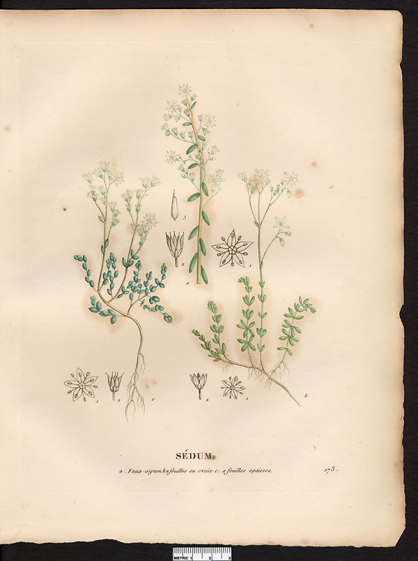 Sédum à feuilles épaisses (Sedum dazyphillum), orpin à feuilles épaisses (Sedum dasyphyllum)