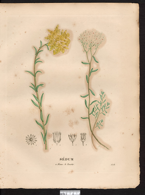 Sedum reflexum