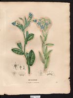 Buglosse laxiflore (Anchusa laxiflora), bourrache corse (Borago pygmaea). Cliquer pour agrandir l'image. Buglosse laxiflore (Anchusa laxiflora), bourrache corse (Borago pygmaea). Cliquer pour agrandir l'image.