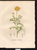 Athanasia annua. Lonas annua. Cliquer pour agrandir l'image. Athanasia annua. Lonas annua. Cliquer pour agrandir l'image.