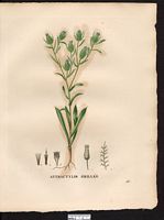 Attractylis cancellata. atractylis cancellata. Cliquer pour agrandir l'image. Attractylis cancellata. atractylis cancellata. Cliquer pour agrandir l'image.