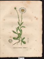 Chrysanthemum leucanthemum. Leucanthemum vulgare. Cliquer pour agrandir l'image. Chrysanthemum leucanthemum. Leucanthemum vulgare. Cliquer pour agrandir l'image.