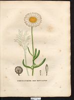 Chrysanthemum montanum. Leucanthemum graminifolium. Cliquer pour agrandir l'image. Chrysanthemum montanum. Leucanthemum graminifolium. Cliquer pour agrandir l'image.
