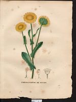 Chrysanthemum myconis. Coleostepus myconis. Cliquer pour agrandir l'image. Chrysanthemum myconis. Coleostepus myconis. Cliquer pour agrandir l'image.