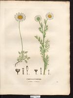 Chrysanthème cotonneux (Chrysanthemum tomentosum), marguerite des Alpes (Leucanthemopsis alpina). Cliquer pour agrandir l'image. Chrysanthème cotonneux (Chrysanthemum tomentosum), marguerite des Alpes (Leucanthemopsis alpina). Cliquer pour agrandir l'image.