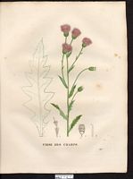 Cirsium arvense. Cliquer pour agrandir l'image. Cirsium arvense. Cliquer pour agrandir l'image.