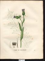 Cirsium autareticum. Cliquer pour agrandir l'image. Cirsium autareticum. Cliquer pour agrandir l'image.