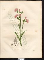 Cirsium palustre. Cliquer pour agrandir l'image. Cirsium palustre. Cliquer pour agrandir l'image.