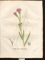 Cirsium pyreniacum. Cliquer pour agrandir l'image. Cirsium pyreniacum. Cliquer pour agrandir l'image.