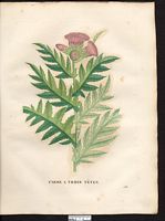 Cirsium rivulare. Cliquer pour agrandir l'image. Cirsium rivulare. Cliquer pour agrandir l'image.