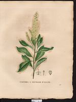 Clethra alnifolia. Cliquer pour agrandir l'image. Clethra alnifolia. Cliquer pour agrandir l'image.
