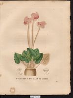 Cyclamen hederifolium. Cliquer pour agrandir l'image. Cyclamen hederifolium. Cliquer pour agrandir l'image.