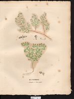 Euphorbe monoyère (Euphorbia chamœsyce), euphorbe prostrée (Chamaesyce prostrata). Cliquer pour agrandir l'image. Euphorbe monoyère (Euphorbia chamœsyce), euphorbe prostrée (Chamaesyce prostrata). Cliquer pour agrandir l'image.