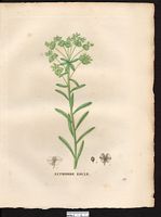 Euphorbia esula. Cliquer pour agrandir l'image. Euphorbia esula. Cliquer pour agrandir l'image.