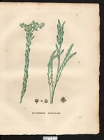 Euphorbia paralias. Cliquer pour agrandir l'image. Euphorbia paralias. Cliquer pour agrandir l'image.