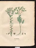 Euphorbe sapinette (Euphorbia pityusa), euphorbe sapinette (Euphorbia pithyusa). Cliquer pour agrandir l'image. Euphorbe sapinette (Euphorbia pityusa), euphorbe sapinette (Euphorbia pithyusa). Cliquer pour agrandir l'image.