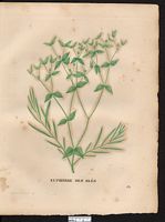 Euphorbia segetalis. Cliquer pour agrandir l'image. Euphorbia segetalis. Cliquer pour agrandir l'image.