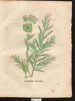 Euphorbia serrata. Cliquer pour agrandir l'image. Euphorbia serrata. Cliquer pour agrandir l'image.