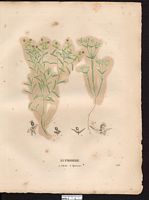 Euphorbe épineuse (Euphorbia spinosa). Cliquer pour agrandir l'image. Euphorbe épineuse (Euphorbia spinosa). Cliquer pour agrandir l'image.