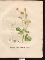 Geum rubifolium. Cliquer pour agrandir l'image. Geum rubifolium. Cliquer pour agrandir l'image.