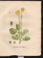 Geum sylvaticum. Cliquer pour agrandir l'image. Geum sylvaticum. Cliquer pour agrandir l'image.