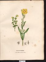 Hélianthème à feuilles d'Halime (Helianthemum halimifolium, Cistus), hélianthème à feuilles d'arroche (Halimium halimifolium). Cliquer pour agrandir l'image.