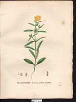 Helianthemum ledifolium (Cistus), Helianthemum ledifolium. Cliquer pour agrandir l'image.
