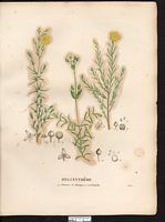 Hélianthème en ombelle (Helianthemum ombellatum, Cistus), hélianthème en ombelle (Halimium umbellatum). Cliquer pour agrandir l'image.