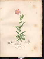 Helianthemum pilosum (Cistus), Helianthemum pilosum. Cliquer pour agrandir l'image.