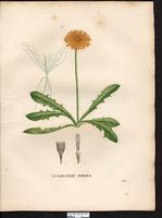 Hieracium aureum. Cliquer pour agrandir l'image. Hieracium aureum. Cliquer pour agrandir l'image.