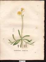 Hieracium auricula. Hieracium lactucella. Cliquer pour agrandir l'image. Hieracium auricula. Hieracium lactucella. Cliquer pour agrandir l'image.