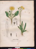 Hieracium brunellae-folium. Cliquer pour agrandir l'image. Hieracium brunellae-folium. Cliquer pour agrandir l'image.