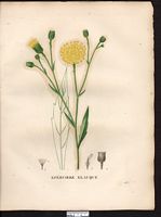 Hieracium glaucum. Cliquer pour agrandir l'image. Hieracium glaucum. Cliquer pour agrandir l'image.