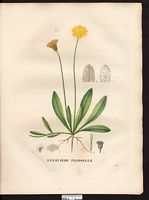 Hieracium pilosella. Cliquer pour agrandir l'image. Hieracium pilosella. Cliquer pour agrandir l'image.