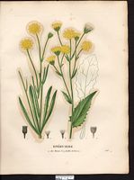 Hieracium porrifolium. Cliquer pour agrandir l'image. Hieracium porrifolium. Cliquer pour agrandir l'image.