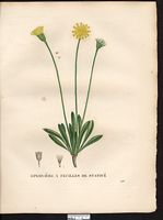 Hieracium staticefolium. Hieracium staticifolium. Cliquer pour agrandir l'image. Hieracium staticefolium. Hieracium staticifolium. Cliquer pour agrandir l'image.