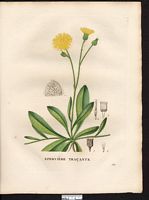 Hieracium stoloniferum. Cliquer pour agrandir l'image. Hieracium stoloniferum. Cliquer pour agrandir l'image.