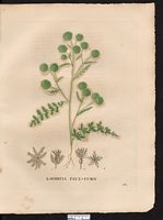 Lagoecia cuminoides. Cliquer pour agrandir l'image. Lagoecia cuminoides. Cliquer pour agrandir l'image.