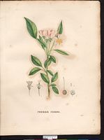 Malus baccata. Cliquer pour agrandir l'image. Malus baccata. Cliquer pour agrandir l'image.