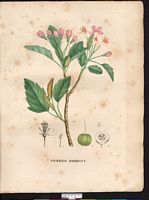 Malus coronaria. Cliquer pour agrandir l'image. Malus coronaria. Cliquer pour agrandir l'image.