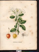 Malus hybrida. Cliquer pour agrandir l'image. Malus hybrida. Cliquer pour agrandir l'image.