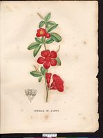 Malus japonica. Chaenomeles japonica. Cliquer pour agrandir l'image. Malus japonica. Chaenomeles japonica. Cliquer pour agrandir l'image.