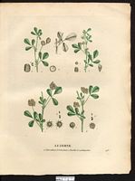 Luzerne dentelée (Medicago denticulata), luzerne polymorphe (Medicago polymorpha). Cliquer pour agrandir l'image. Luzerne dentelée (Medicago denticulata), luzerne polymorphe (Medicago polymorpha). Cliquer pour agrandir l'image.