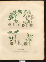 Luzerne en disque (Medicago disciformis). Cliquer pour agrandir l'image. Luzerne en disque (Medicago disciformis). Cliquer pour agrandir l'image.